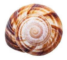 spiral mollusk shell of land snail close up photo