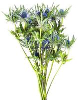 bouquet from blue Thistle blossoms eryngium photo
