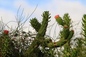 A large and prickly cactus grows in a city park. photo