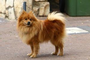 perro en un paseo por un parque de la ciudad en israel. foto