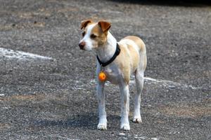 Dog on a walk in a city park in Israel. photo