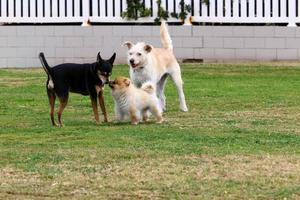 Dog on a walk in a city park in Israel. photo