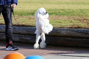 Dog on a walk in a city park in Israel. photo