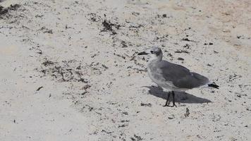 Seagull Seagulls walking on beach sand Playa del Carmen Mexico. video