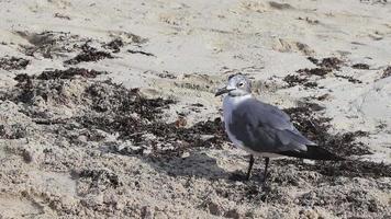 Seagull Seagulls walking on beach sand Playa del Carmen Mexico. video