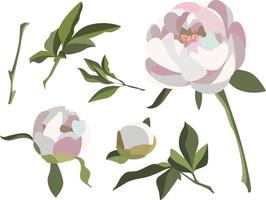 White peonies isolated on white background. Vector set with flowers, buds and leaves