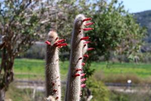 A large and prickly cactus grows in a city park. photo