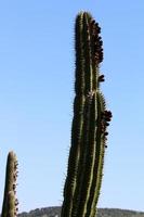 un cactus grande y espinoso crece en un parque de la ciudad. foto