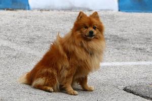 perro en un paseo por un parque de la ciudad en israel. foto