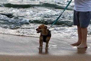 Dog on a walk in a city park in Israel. photo