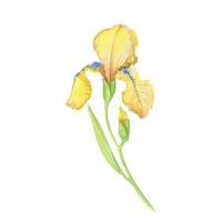 yellow iris, watercolor hand painted illustration a bouquet of flower with leaves vector