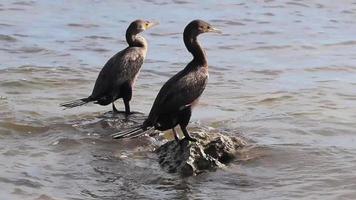 neotropis langschwänziger kormoran auf felsenstein am strand von mexiko. video