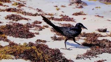 grackle-vogel met grote staart eet sargazo op strand mexico. video