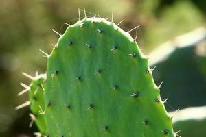 A large and prickly cactus grows in a city park. photo