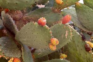 A large and prickly cactus grows in a city park. photo