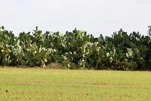 A large and prickly cactus grows in a city park. photo