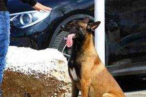 perro en un paseo por un parque de la ciudad en israel. foto