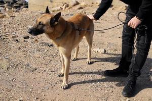 Dog on a walk in a city park in Israel. photo