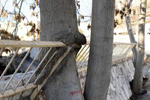 Fence in the city park on the shores of the Mediterranean Sea. photo