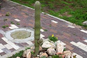 A large and prickly cactus grows in a city park. photo