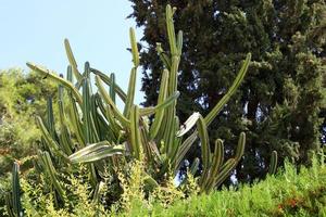 A large and prickly cactus grows in a city park. photo