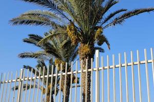 Fence in the city park on the shores of the Mediterranean Sea. photo