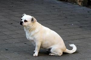 Dog on a walk in a city park in Israel. photo