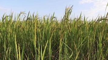 Green paddy rice field video