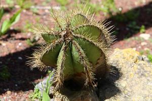 A large and prickly cactus grows in a city park. photo