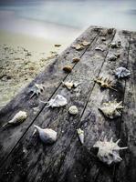 Old table with shells photo