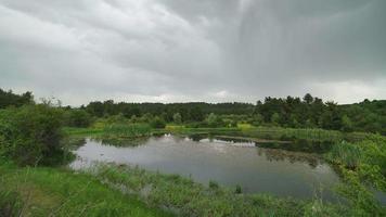 8k vijver water in weinig meer van moeras in dun opruimen in Woud video