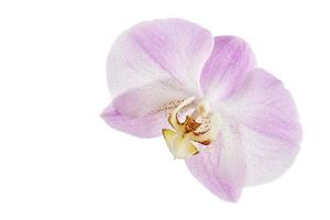 orquídeas de flor morada foto