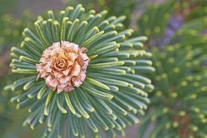Spruce twig and flower photo