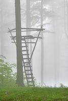 Hunting pulpit in forest photo