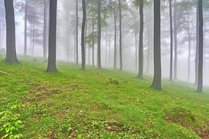 Beech forest and fog photo