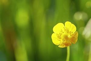 Small buttercup flower photo