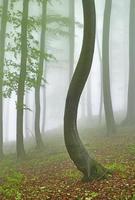 Beech forest and crooked tree photo