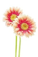 Beautiful gerbera flowers photo