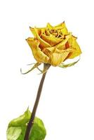 Dry yellow rose photo
