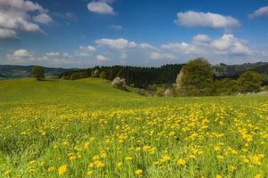 In bloom meadow photo