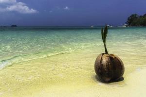 Coconut on a sunny sandy beach photo