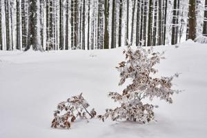 Winter in forest photo