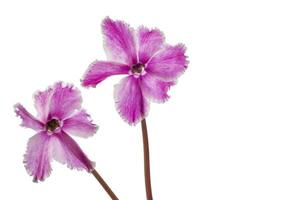 Beautiful Cyclamen flower photo