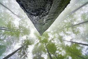 copa de arbol desde abajo foto