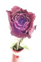 Dry pink rose photo