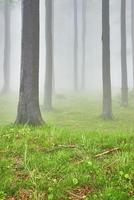 Beech forest and fog photo