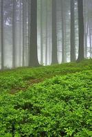 Spruce forest and fog photo