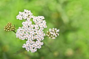 Small yarrow flowers photo