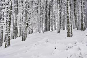 Winter in forest photo