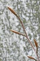 Beech twig in forest photo